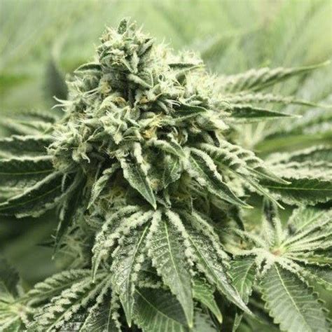 Rollex OG (aka Rollex OG Kush) Weed Strain Information .